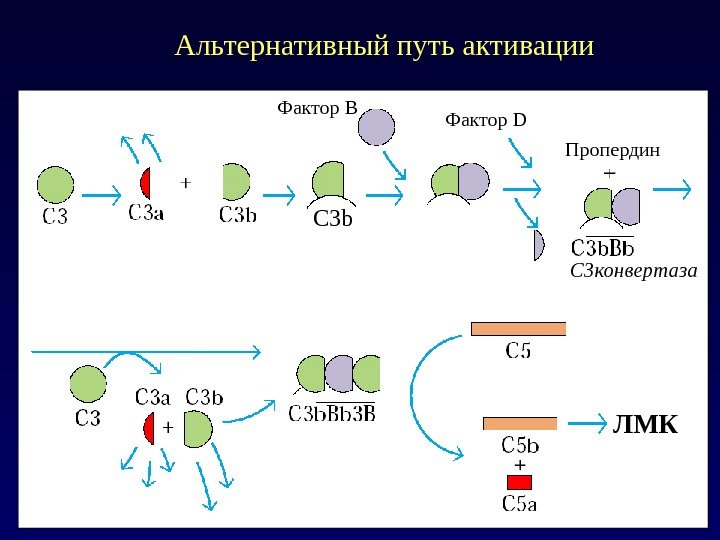   Альтернативный путь активации ЛМКФактор В C 3 b Пропердин. Фактор D C