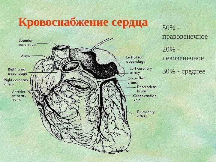   Кровоснабжение сердца 50 - правовенечное 20 - левовенечное 30 - среднее 