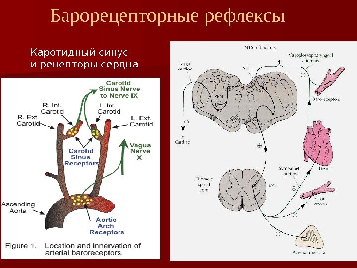 Барорецепторные рефлексы Каротидный синус и рецепторы сердца 