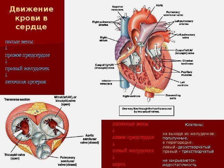 полые вены правое предсердие правый желудочек  легочная артерия легочные вены левое предсердие левый