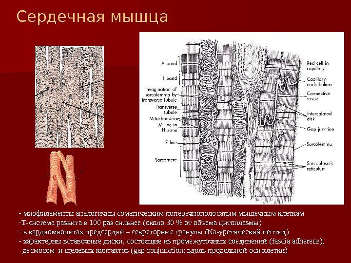 -  миофиламенты аналогичны соматическим поперечнополосатым мышечным клеткам - Т-система развита в 100 раз