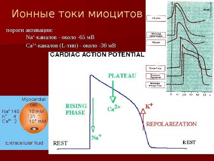 пороги активации:    Na + -каналов - около -65 м. В 
