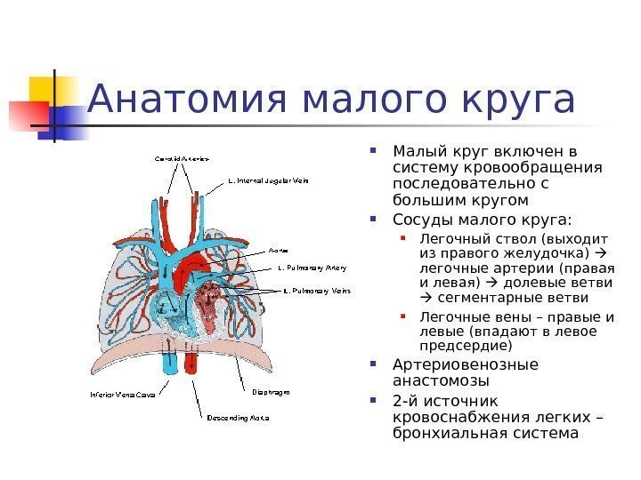   Анатомия малого круга Малый круг включен в систему кровообращения последовательно с большим