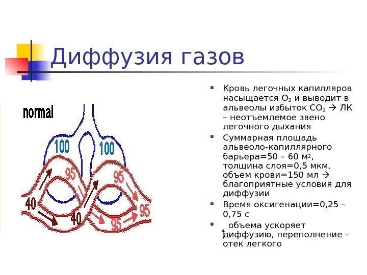   Диффузия газов Кровь легочных капилляров насыщается О 2 и выводит в альвеолы