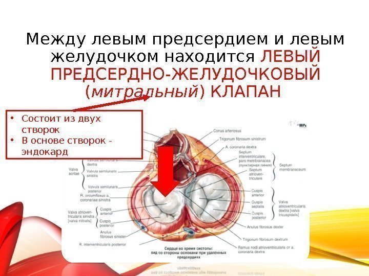 Между левым предсердием и левым желудочком находится ЛЕВЫЙ ПРЕДСЕРДНО-ЖЕЛУДОЧКОВЫЙ ( митральный ) КЛАПАН 