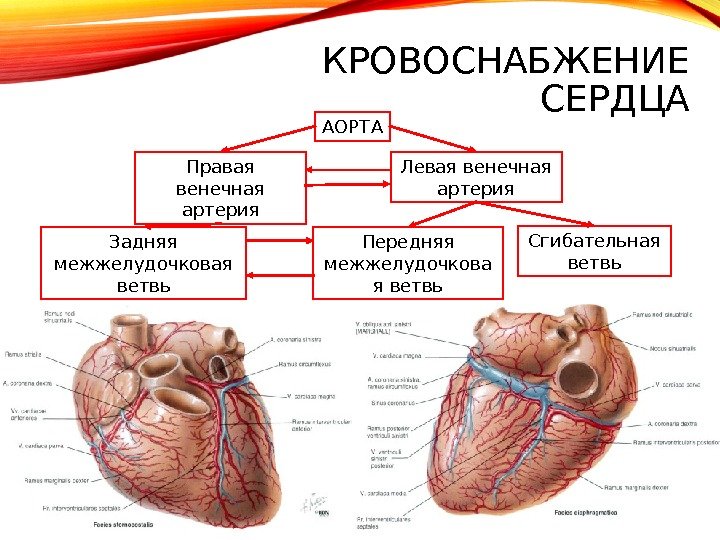 АОРТА Правая венечная артерия Левая венечная артерия Задняя межжелудочковая ветвь Передняя межжелудочкова я ветвь