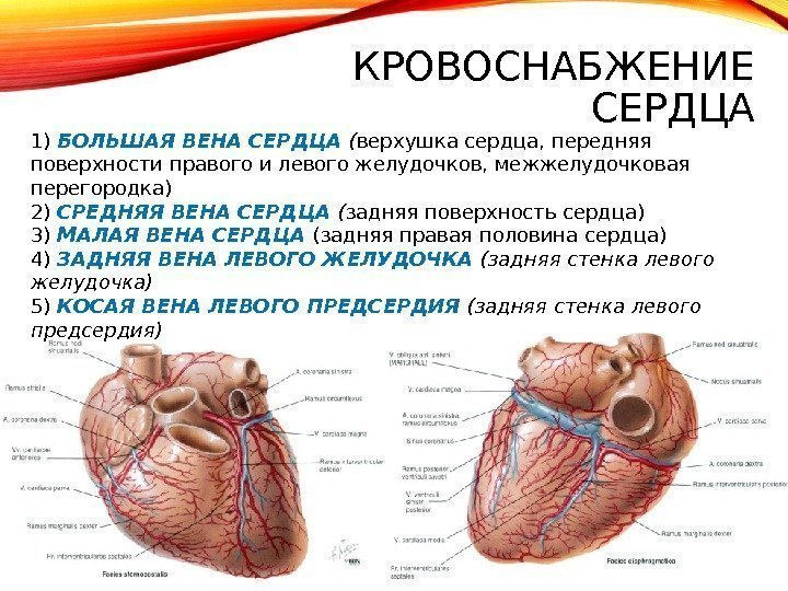 КРОВОСНАБЖЕНИЕ СЕРДЦА 1) БОЛЬШАЯ ВЕНА СЕРДЦА ( верхушка сердца, передняя поверхности правого и левого