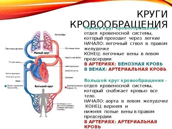 КРУГИ КРОВООБРАЩЕНИЯ Большой круг кровообращения  - отдел кро веносной системы,  который снабжает