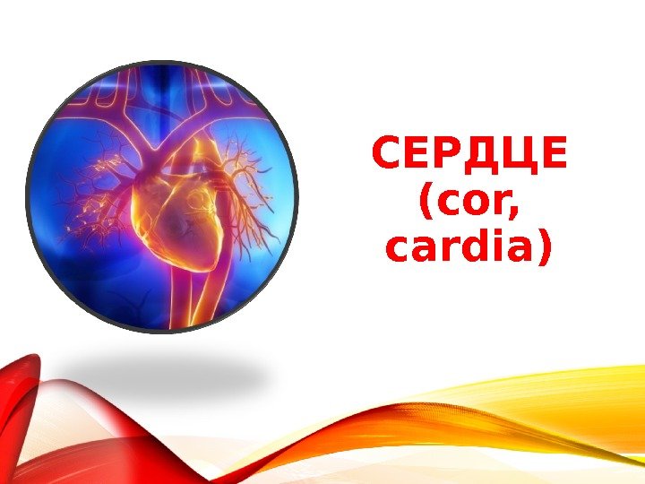 СЕРДЦЕ (cor,  cardia) 