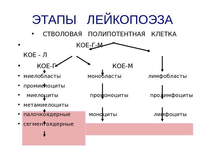   ЭТАПЫ  ЛЕЙКОПОЭЗА • СТВОЛОВАЯ  ПОЛИПОТЕНТНАЯ  КЛЕТКА •  