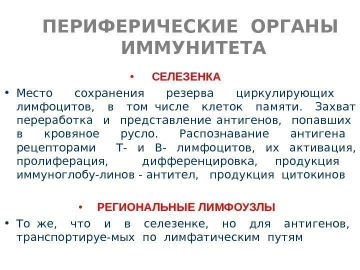   ПЕРИФЕРИЧЕСКИЕ ОРГАНЫ  ИММУНИТЕТА • СЕЛЕЗЕНКА • Место сохранения резерва циркулирующих 