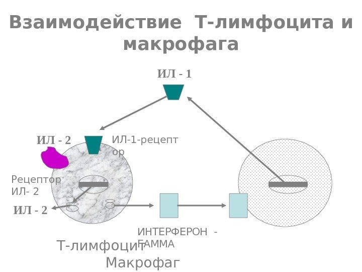   Взаимодействие Т-лимфоцита и макрофага ИЛ - 1 ИЛ-1 -рецепт ор. ИЛ -