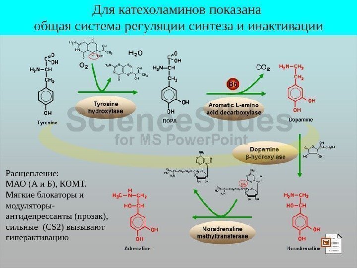   Для катехоламинов показана общая система регуляции синтеза и инактивации Расщепление:  МАО