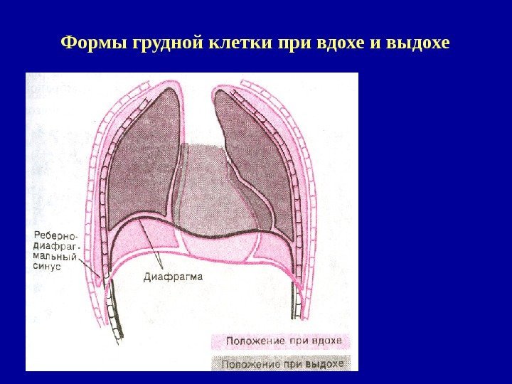   Формы грудной клетки при вдохе и выдохе 