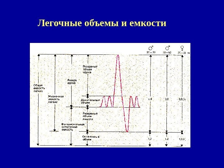   Легочные объемы и емкости 