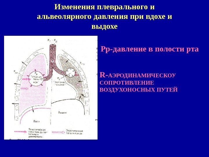   Изменения плеврального и альвеолярного давления при вдохе и выдохе Рр-давление в полости