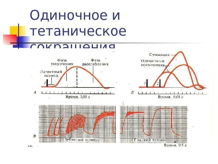 Одиночное и тетаническое сокращения 