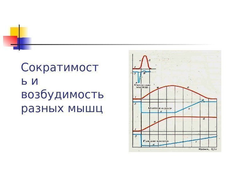 Сократимост ь и возбудимость разных мышц 