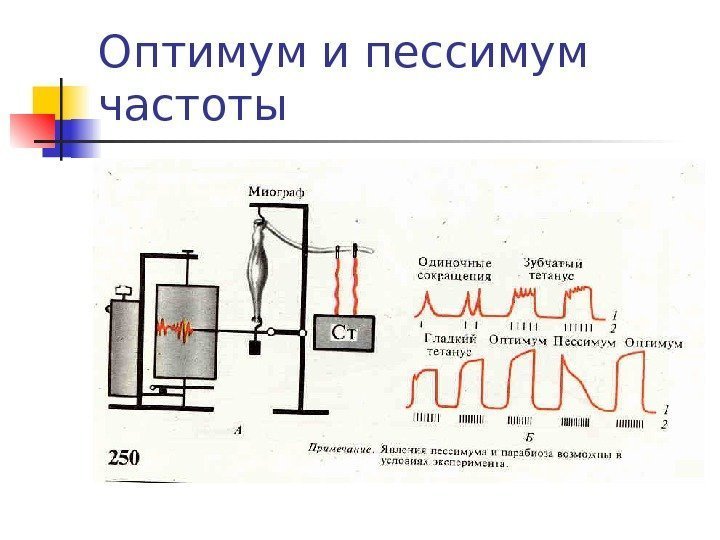 Оптимум и пессимум частоты 