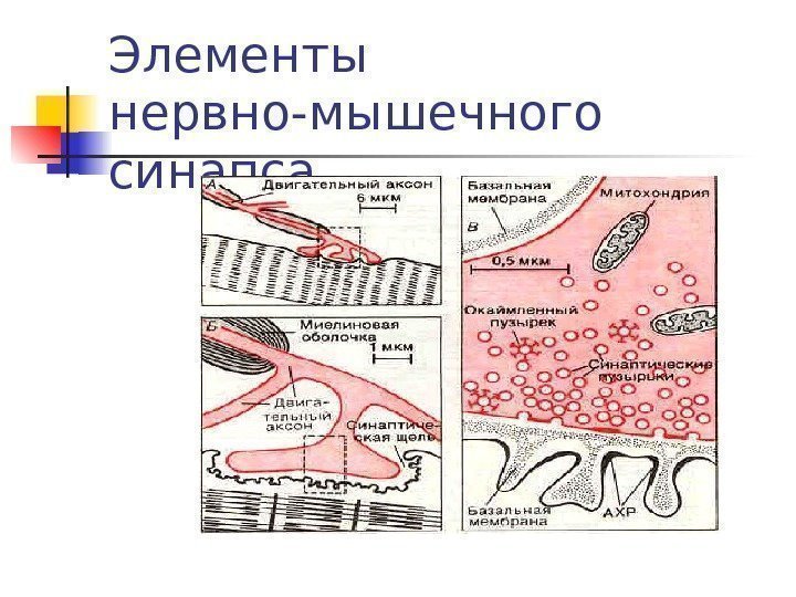 Элементы нервно-мышечного синапса 