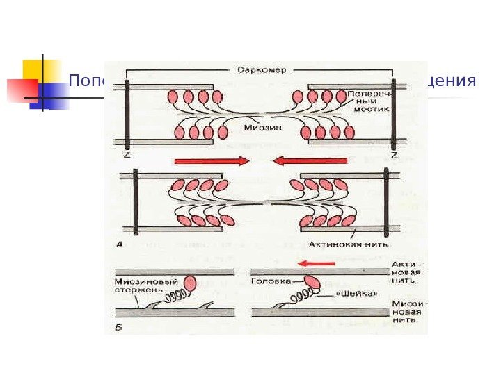 Поперечные мостики и механизм сокращения 
