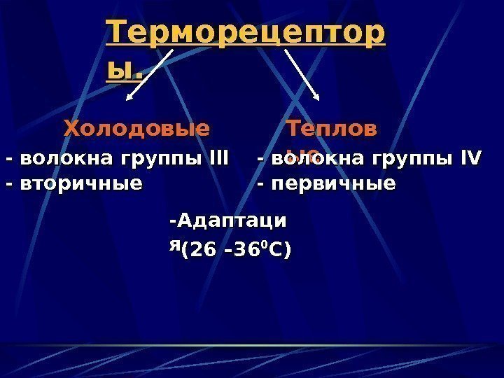   Терморецептор ы. ы. Холодовые Теплов ыеые - волокна группы llllll - -