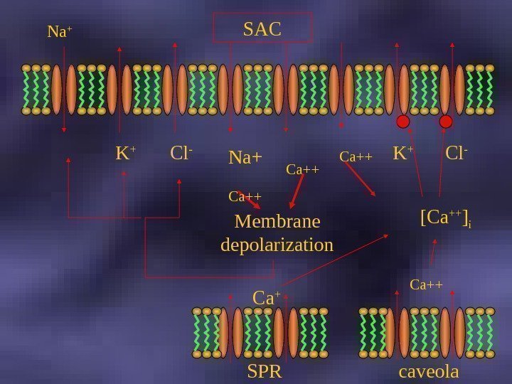  Na + K + Cl - Membrane depolarization Na+ Ca++SAC SPR Ca