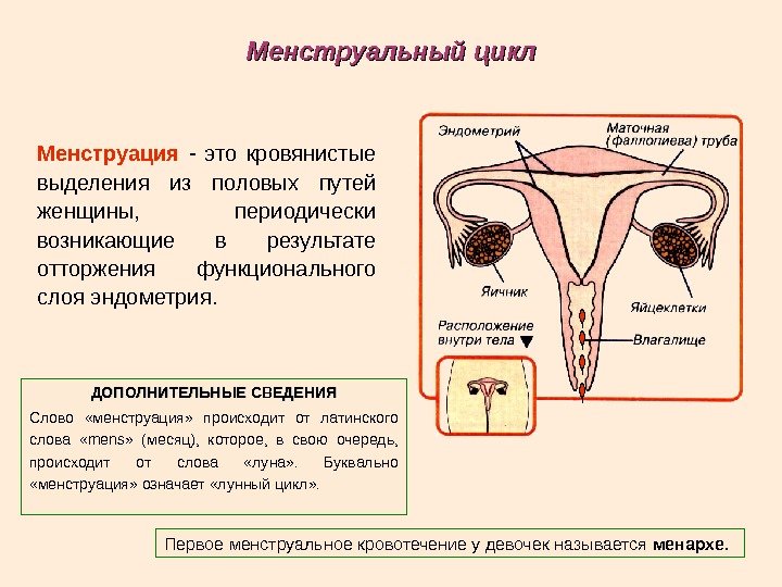Менструальный цикл Менструация - это кровянистые выделения из половых путей женщины,  периодически возникающие