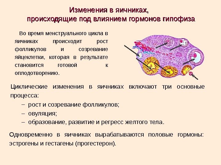 Изменения в яичниках,  происходящие под влиянием гормонов гипофиза Во время менструального цикла в