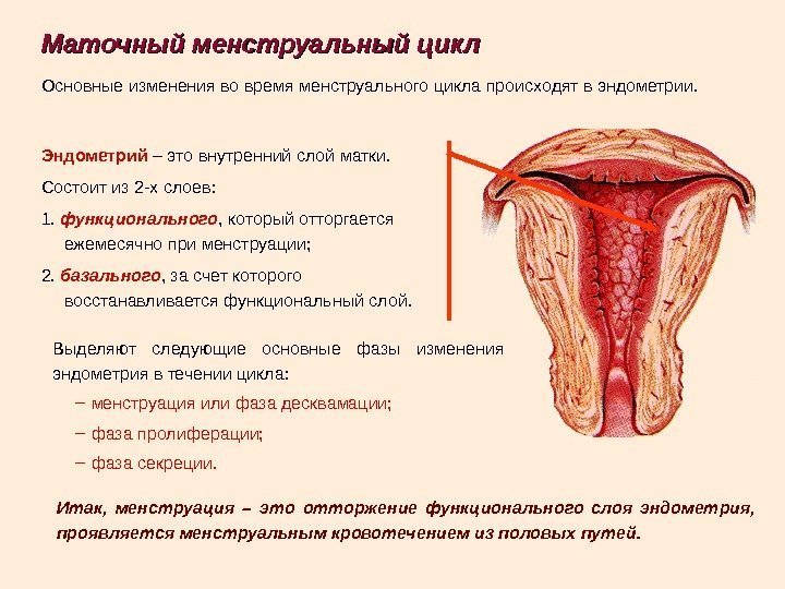 Маточный менструальный цикл Итак,  менструация – это отторжение функционального слоя эндометрия,  проявляется