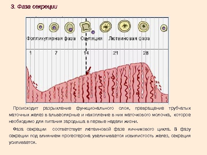 Происходит разрыхление функционального слоя,  превращение трубчатых маточных желез в альвеолярные и накопление в