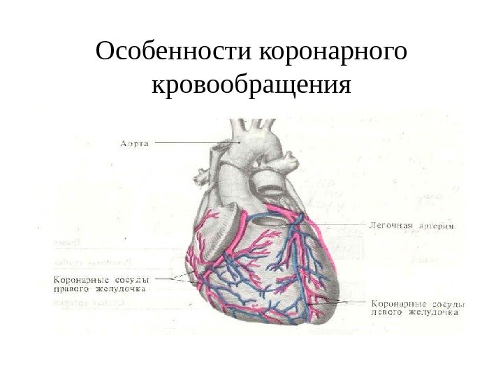   Особенности коронарного кровообращения 