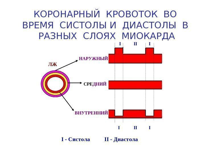   КОРОНАРНЫЙ КРОВОТОК ВО  ВРЕМЯ СИСТОЛЫ И ДИАСТОЛЫ В  РАЗНЫХ СЛОЯХ