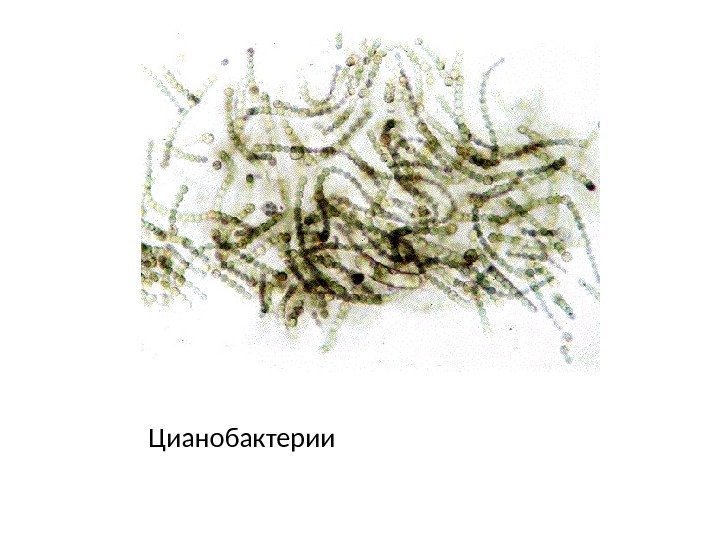 Цианобактерии 