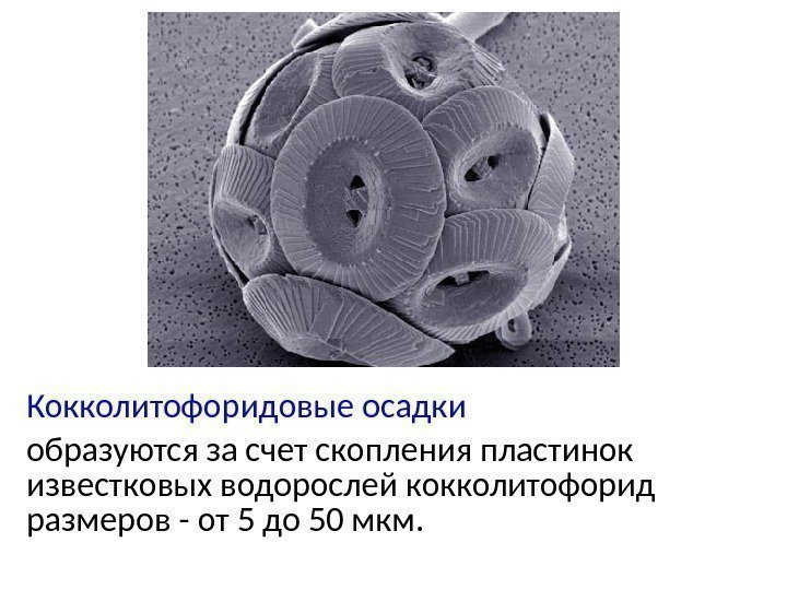 Кокколитофоридовые осадки образуются за счет скопления пластинок известковых водорослей кокколитофорид размеров - от 5