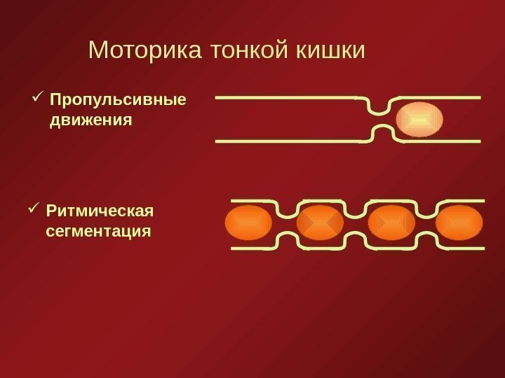   Моторика  тонкой кишки Пропульсивные движения Ритмическая сегментация 