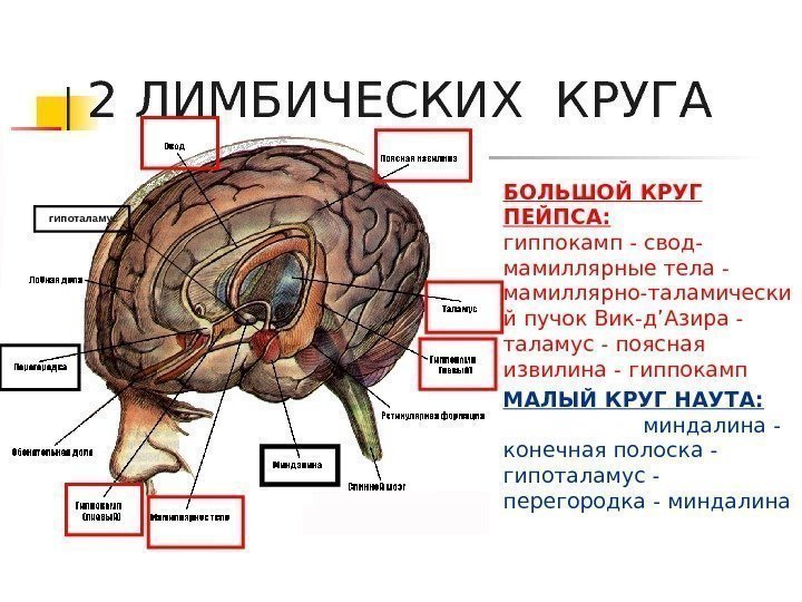   2 ЛИМБИЧЕСКИХ КРУГА БОЛЬШОЙ КРУГ ПЕЙПСА:      гиппокамп