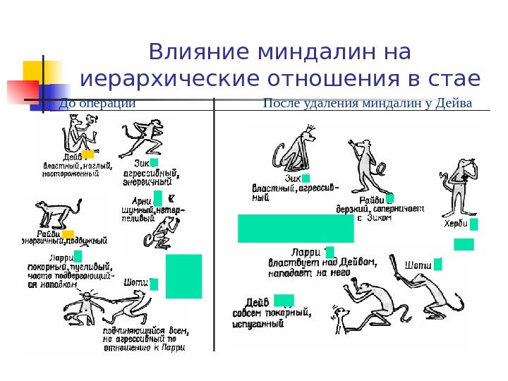   Влияние миндалин на иерархические отношения в стае До операции После удаления миндалин