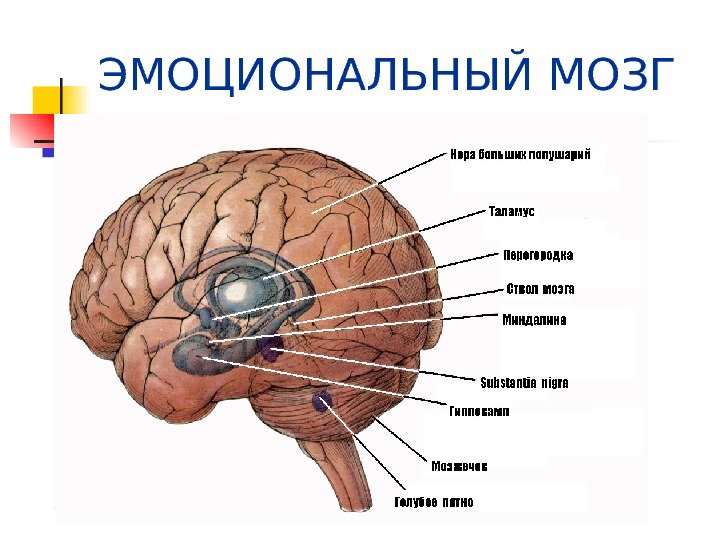   ЭМОЦИОНАЛЬНЫЙ МОЗГ 