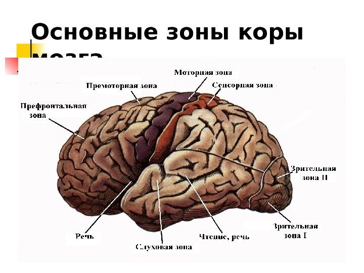  Основные зоны коры мозга 