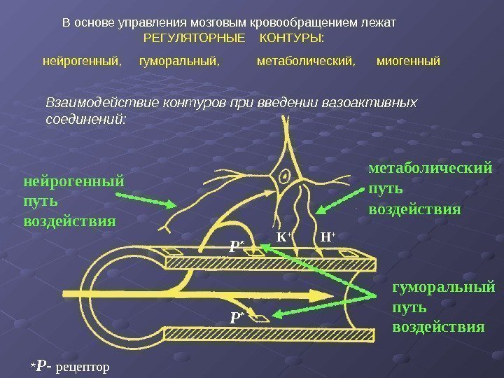   В основе управления мозговым кровообращением лежат     РЕГУЛЯТОРНЫЕ 