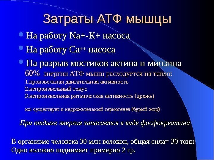 Затраты АТФ мышцы На работу Na+- К+ насоса На работу Са++ насоса На разрыв