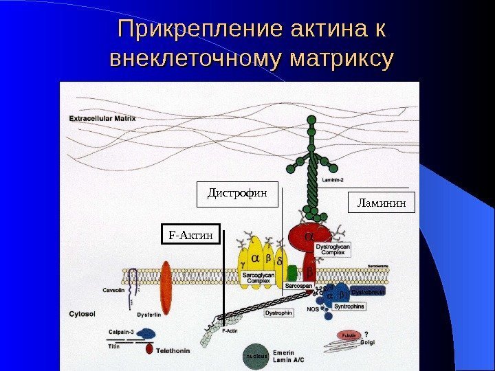 Прикрепление актина к внеклеточному матриксу F- Актин Ламинин. Дистрофин 