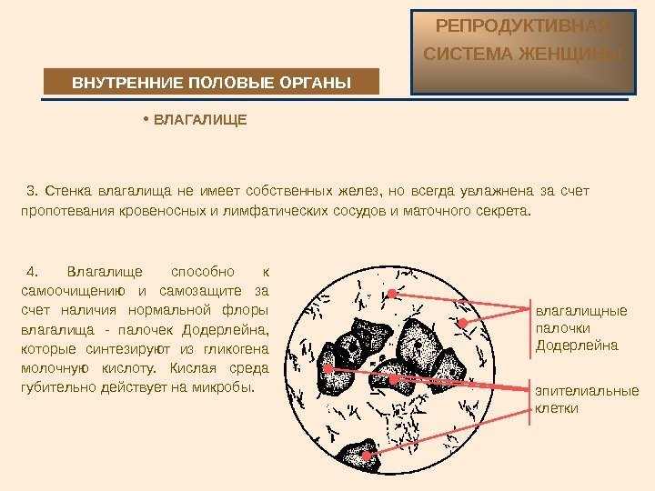  3.  Стенка влагалища не имеет собственных желез,  но всегда увлажнена за