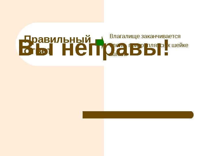 Вы неправы! Правильный ответ Влагалище заканчивается слепо, прикрепляясь к шейке матки. 