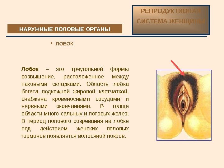 НАРУЖНЫЕ ПОЛОВЫЕ ОРГАНЫ ЛОБОК РЕПРОДУКТИВНАЯ СИСТЕМА ЖЕНЩИНЫ Лобок  – это треугольной формы возвышение,