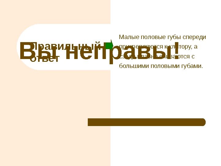 Правильный ответ. Вы неправы! Малые половые губы спереди прикрепляются к клитору, а сзади плавно