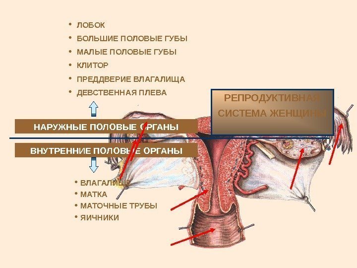   ЛОБОК БОЛЬШИЕ ПОЛОВЫЕ ГУБЫ МАЛЫЕ ПОЛОВЫЕ ГУБЫ КЛИТОР ПРЕДДВЕРИЕ ВЛАГАЛИЩА ДЕВСТВЕННАЯ ПЛЕВА