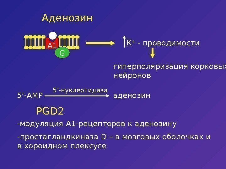   Аденозин GA 1 К + - проводимости гиперполяризация корковых нейронов 5 ’-AMP