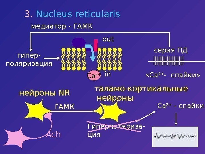   3.  Nucleus reticularis медиатор -  ГАМК Са 2+ Achгипер- поляризация